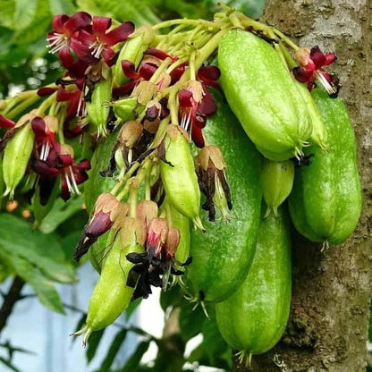 Bilimbi Seeds - Heirloom Fruit Plant for Home Gardens