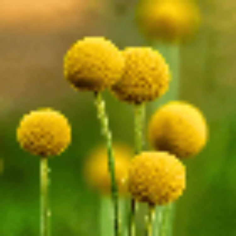 Billy Buttons Seeds - Heirloom Flower Plant for Home Gardens