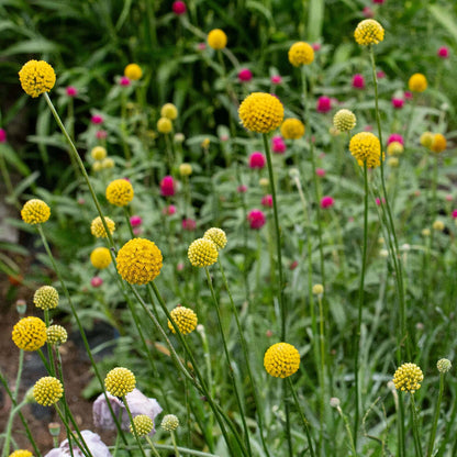 Billy Buttons Seeds - Heirloom Flower Plant for Home Gardens