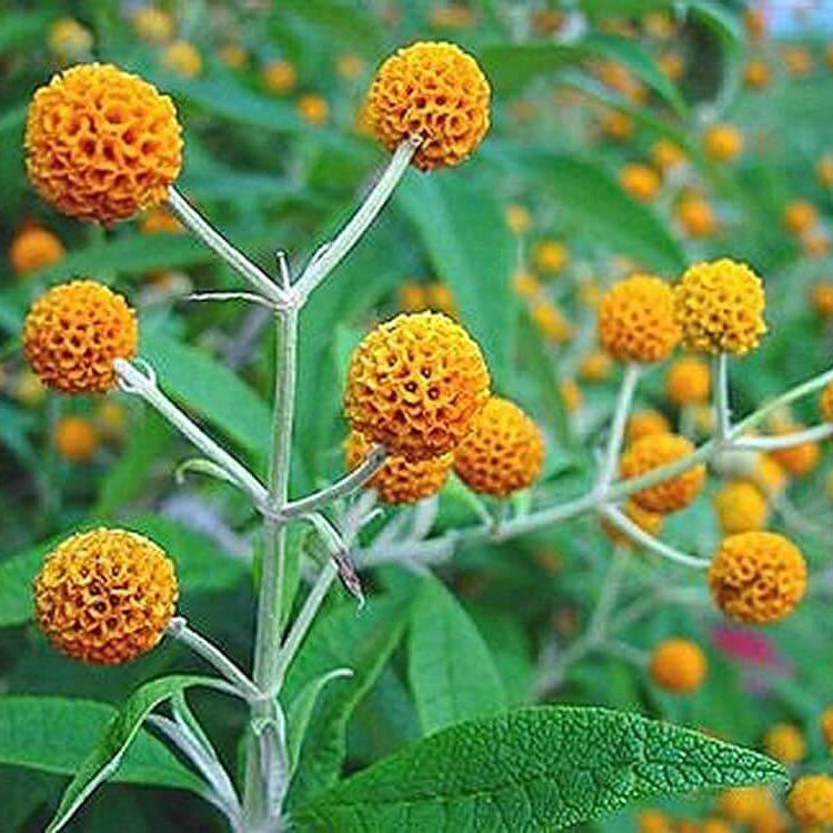 Billy Buttons Seeds - Heirloom Flower Plant for Home Gardens