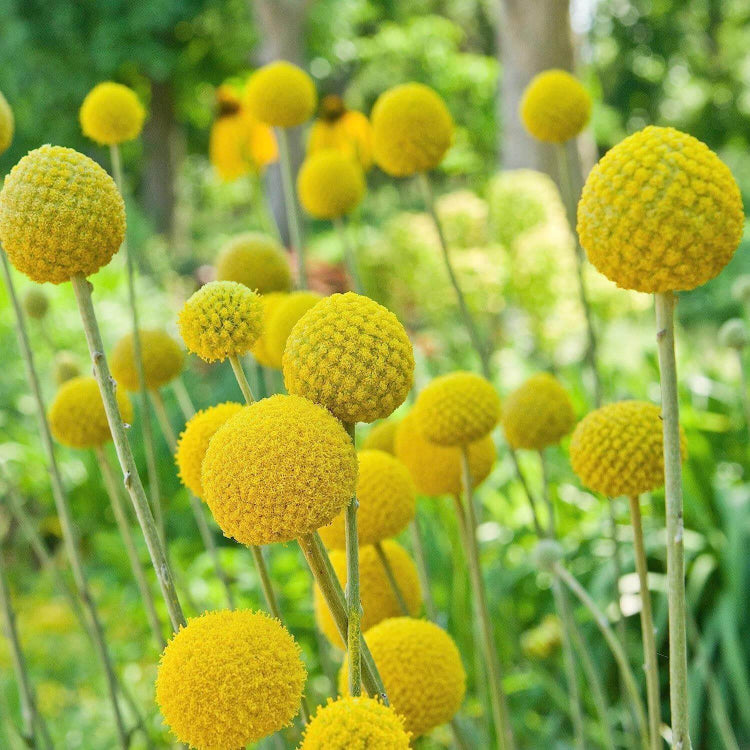 Billy Buttons Seeds - Heirloom Flower Plant for Home Gardens