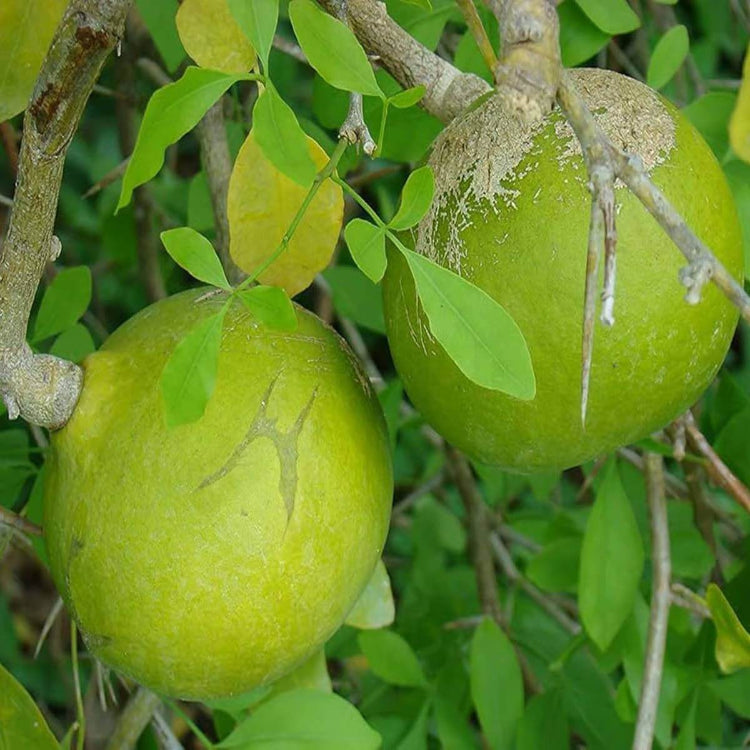 Bilva Plant Seeds - Heirloom Fruit Plant for Home Gardens