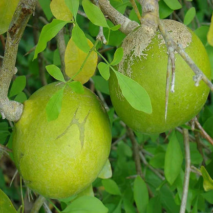 Bilva Plant Seeds - Heirloom Fruit Plant for Home Gardens