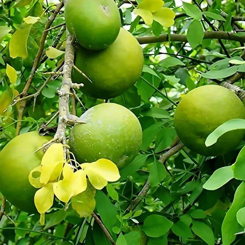 Bilva Plant Seeds - Heirloom Fruit Plant for Home Gardens