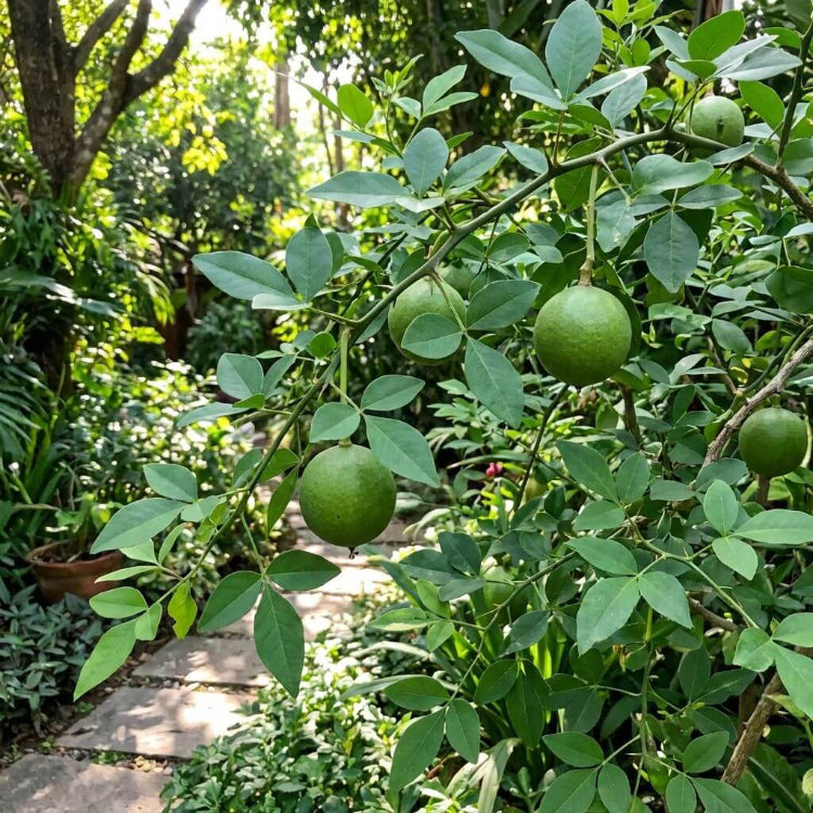 Bilva Plant Seeds - Heirloom Fruit Plant for Home Gardens