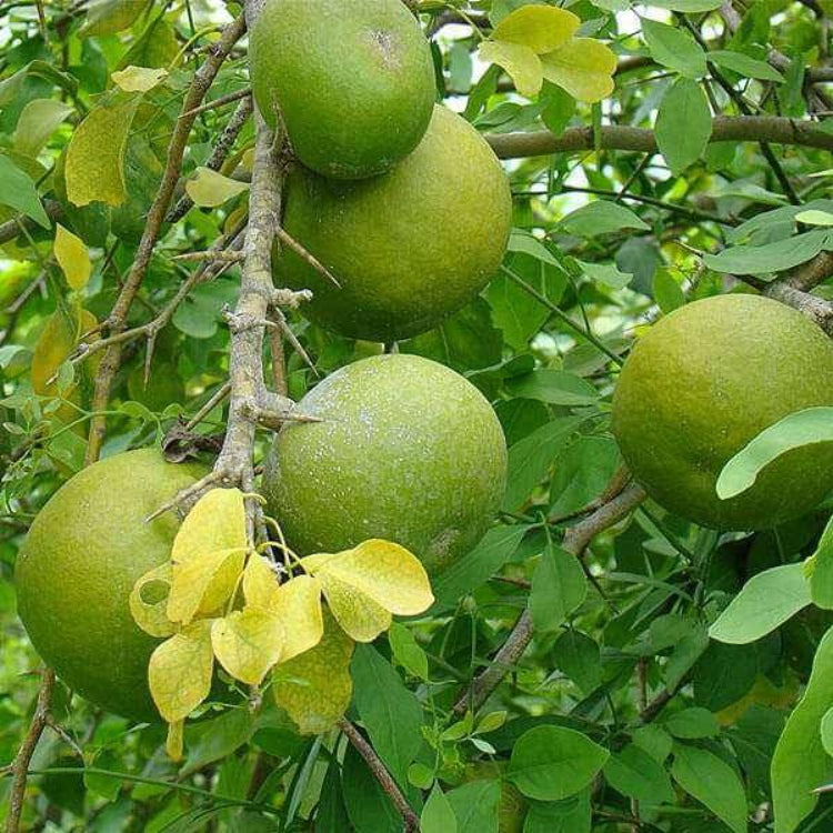Bilva Plant Seeds - Heirloom Fruit Plant for Home Gardens
