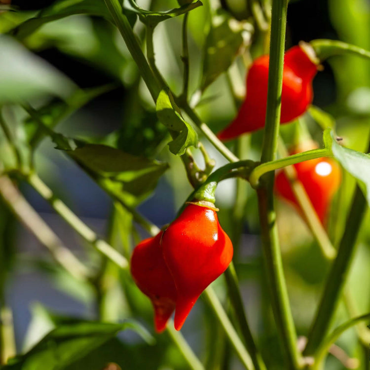Biquinho Pepper Seeds - Vegetable Plant