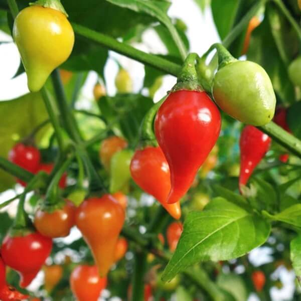 Biquinho Pepper Seeds - Vegetable Plant