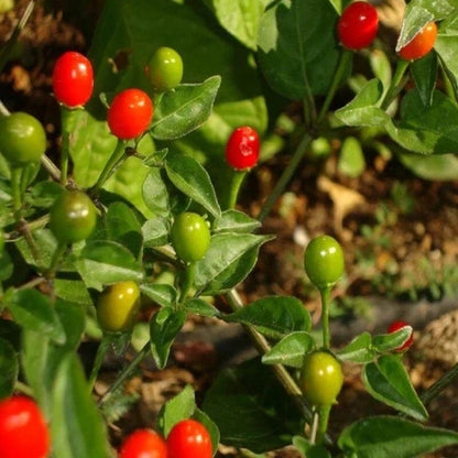 Bird Pepper Seeds - Heirloom Vegetable Plant for Home Gardens