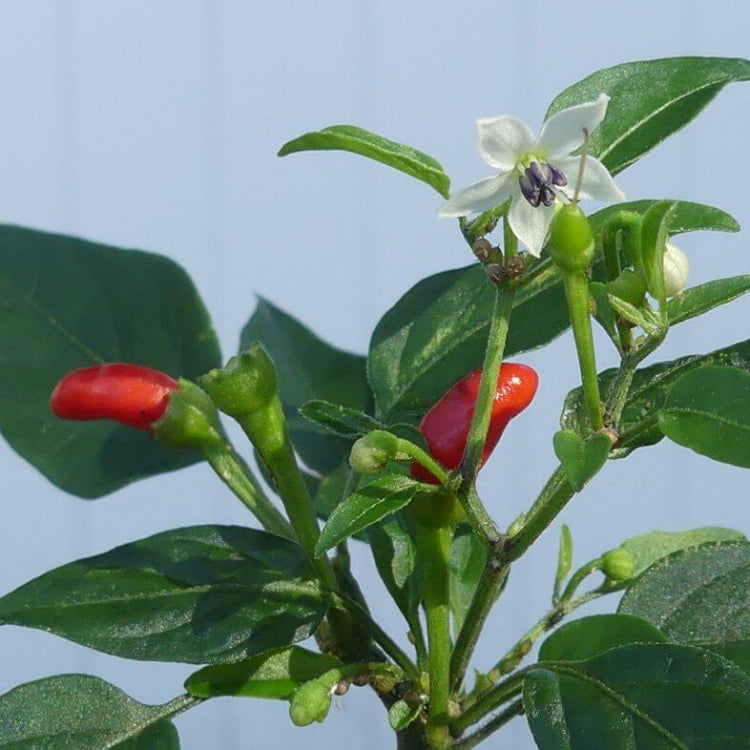 Bird Pepper Seeds - Heirloom Vegetable Plant for Home Gardens