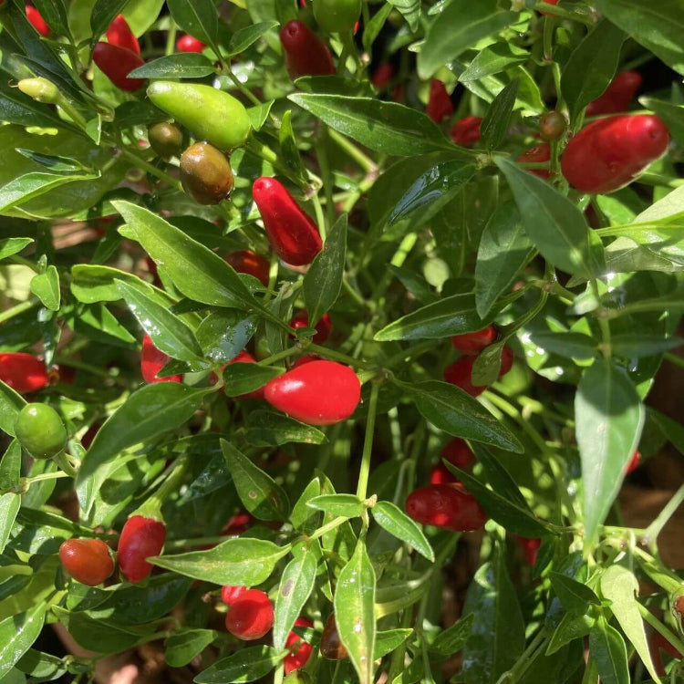 Bird Pepper Seeds - Heirloom Vegetable Plant for Home Gardens