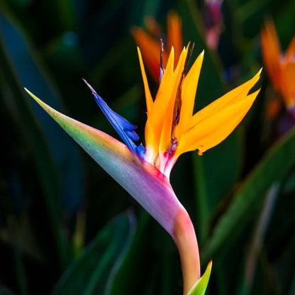 Bird of Paradise Seeds - Flower Plant