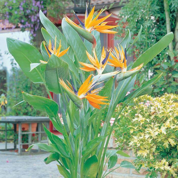 Bird of Paradise Seeds - Flower Plant