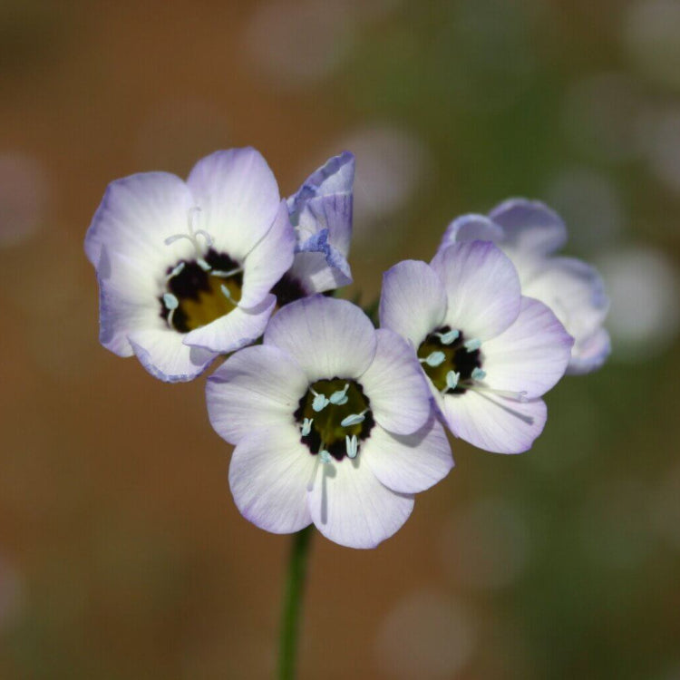 Bird's Eye Gilia Seeds - Heirloom Flower Plant for Home Gardens