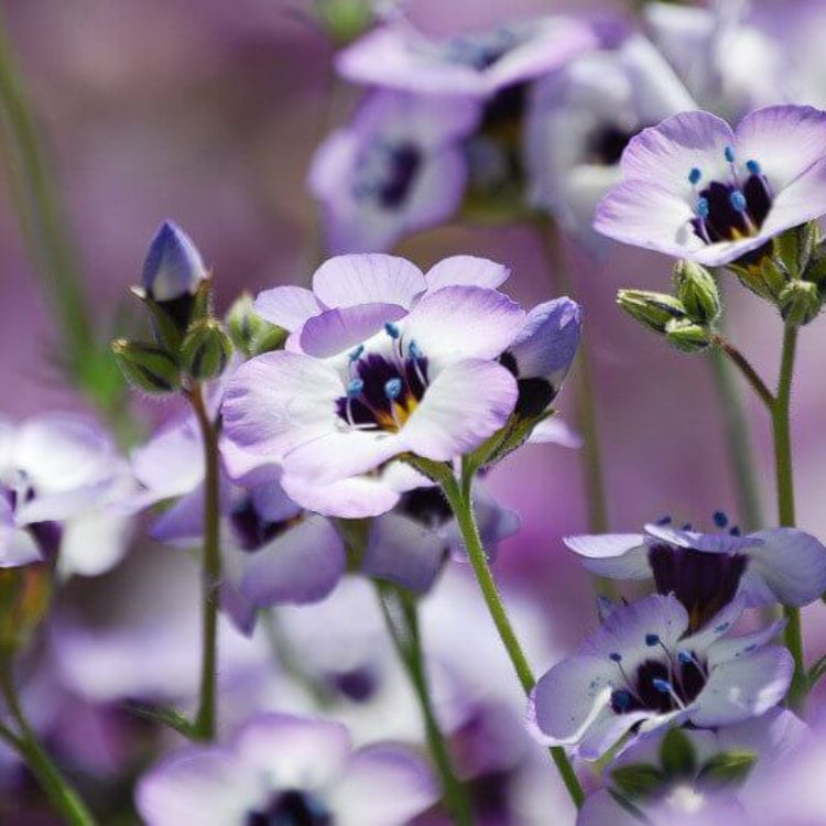 Bird's Eye Gilia Seeds - Heirloom Flower Plant for Home Gardens