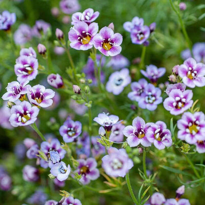 Bird's Eye Gilia Seeds - Heirloom Flower Plant for Home Gardens