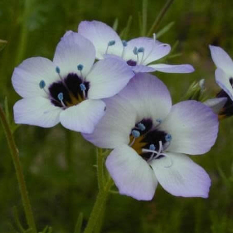 Bird's Eye Gilia Seeds - Heirloom Flower Plant for Home Gardens