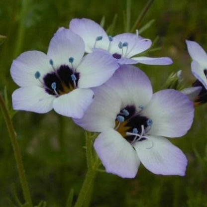Bird's Eye Gilia Seeds - Heirloom Flower Plant for Home Gardens
