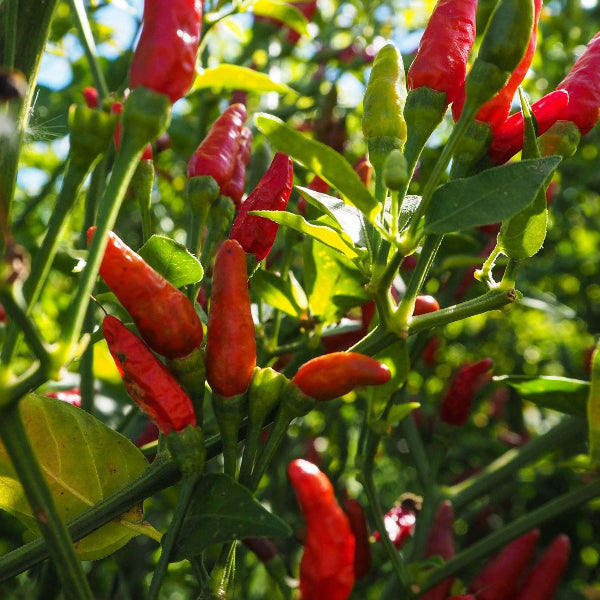 Bird's Eye Pepper Seeds