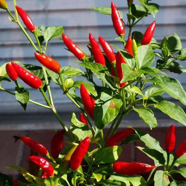 Bird's Eye Pepper Seeds