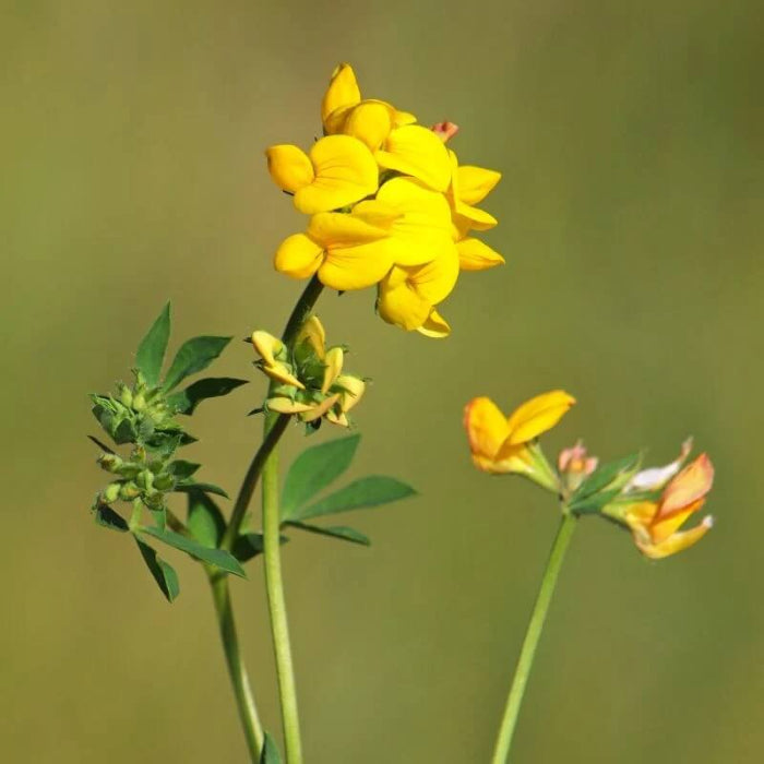 Bird's Foot Trefoil Seeds - Herbal Plant