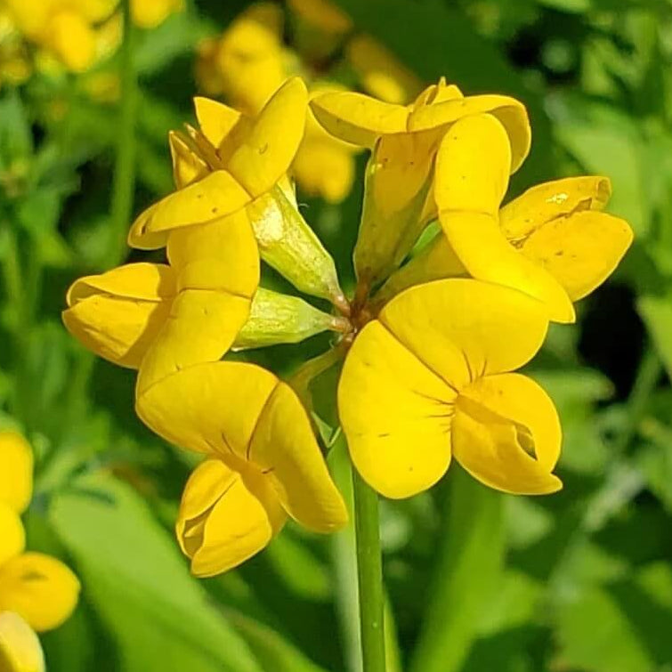 Bird's Foot Trefoil Seeds - Herbal Plant