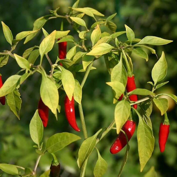 Bird's eye chili pepper seeds - Vegetable Plant