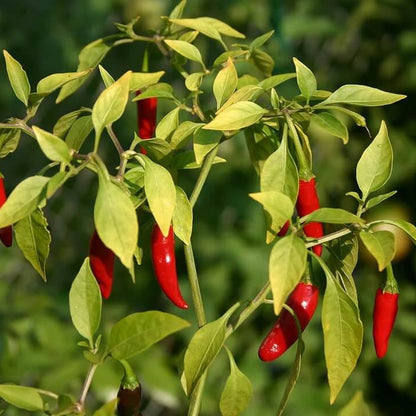Bird's eye chili pepper seeds - Vegetable Plant