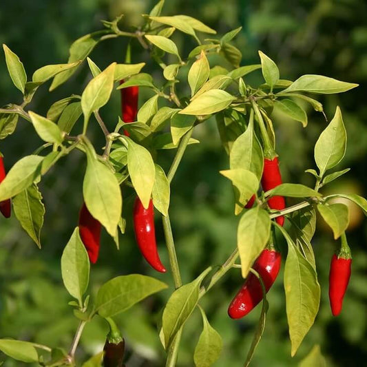 Bird's eye chili pepper seeds - Vegetable Plant