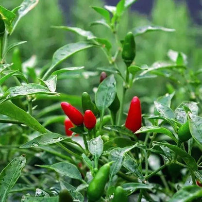 Birds Eye Chili Seeds