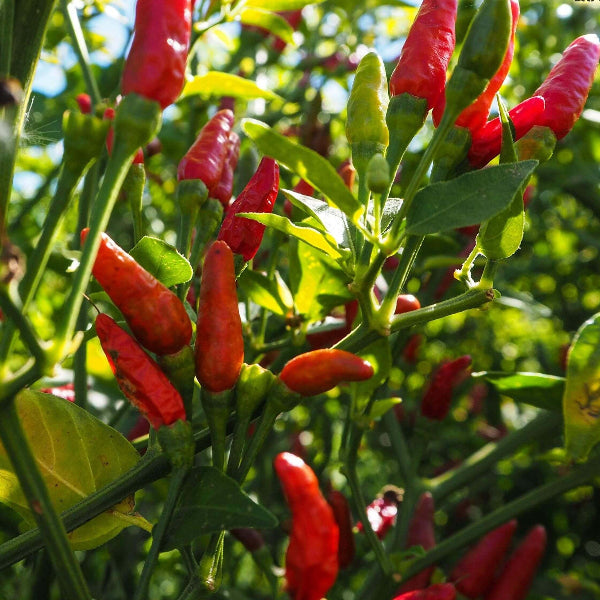 Birds Eye Chili Seeds