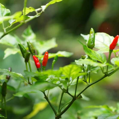 Birds Eye Chili Seeds