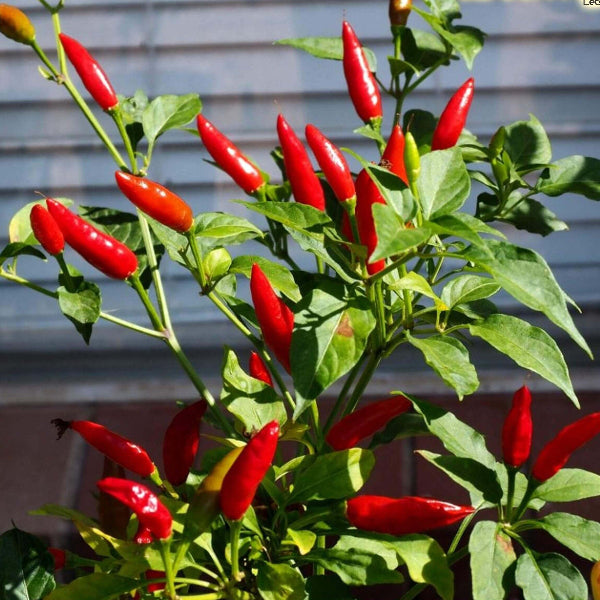 Birds Eye Chili Seeds