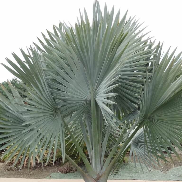 Bismarckia Nobilis Palm Seeds