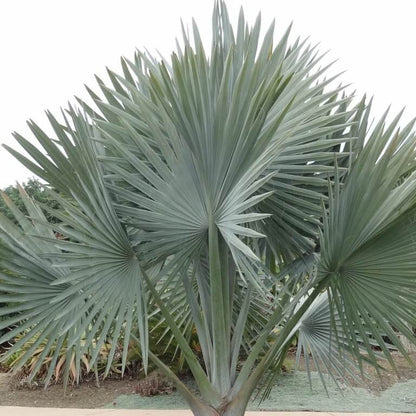 Bismarckia Nobilis Palm Seeds