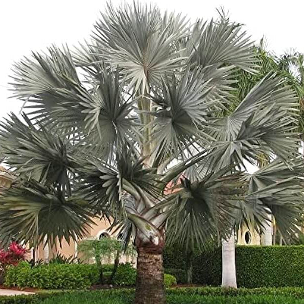 Bismarckia Nobilis Palm Seeds