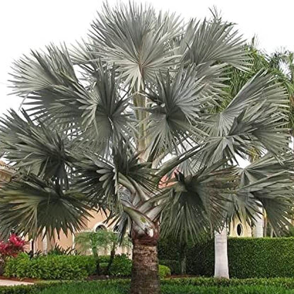 Bismarckia Nobilis Palm Seeds
