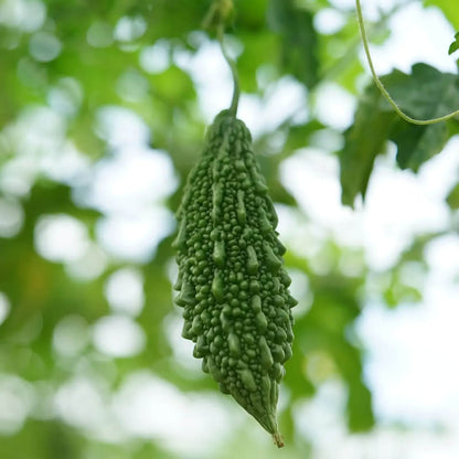  Bitter Gourd Seeds