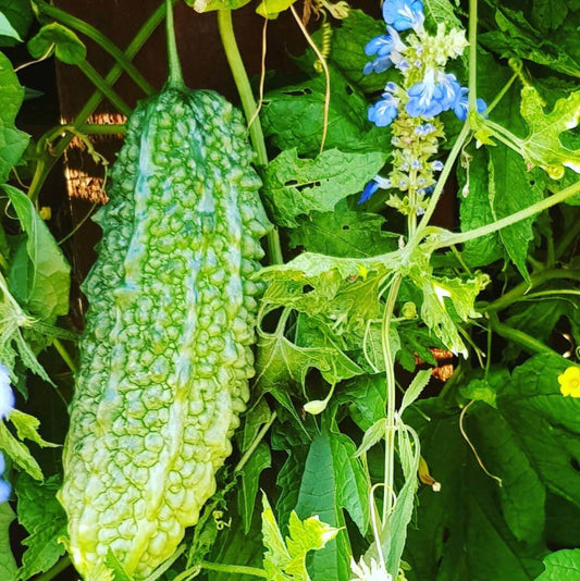 Bitter Melon Seeds - Vegetable Plant