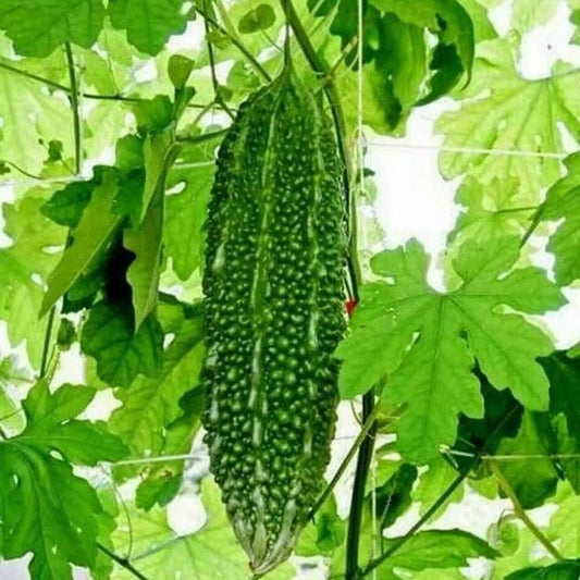 Bitter Melon Seeds for Sale - Heirloom Vegetable Plant for Home Gardens