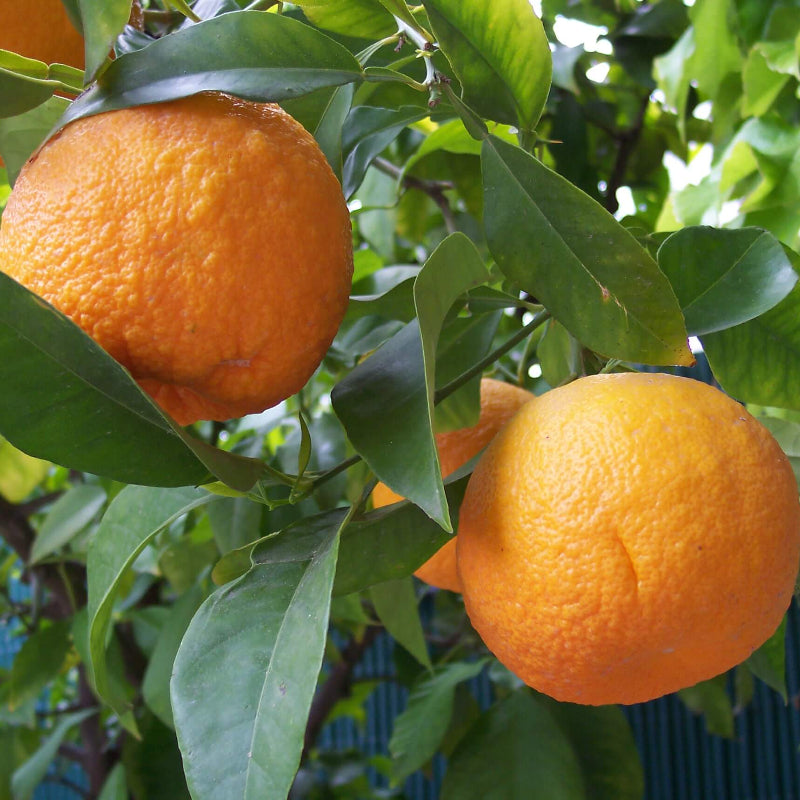 Bitter Orange Seeds 