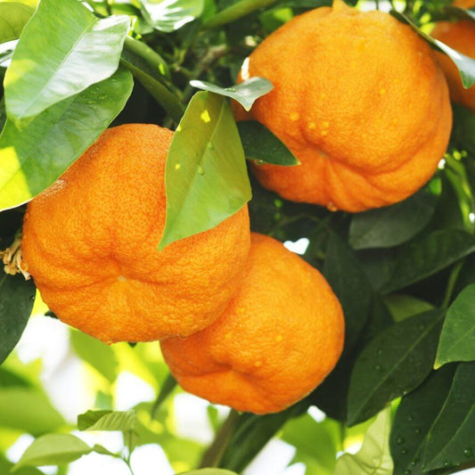 Bitter Orange Seeds 