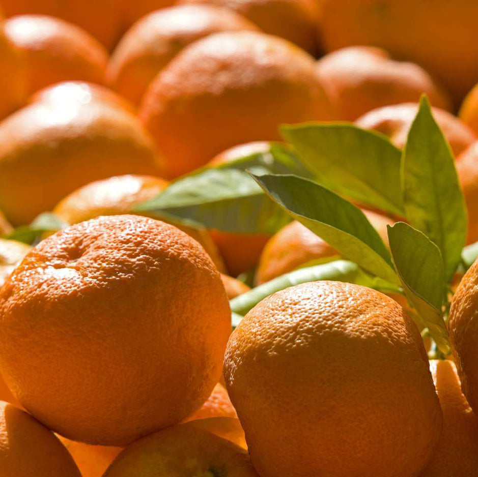 Bitter Orange Seeds 