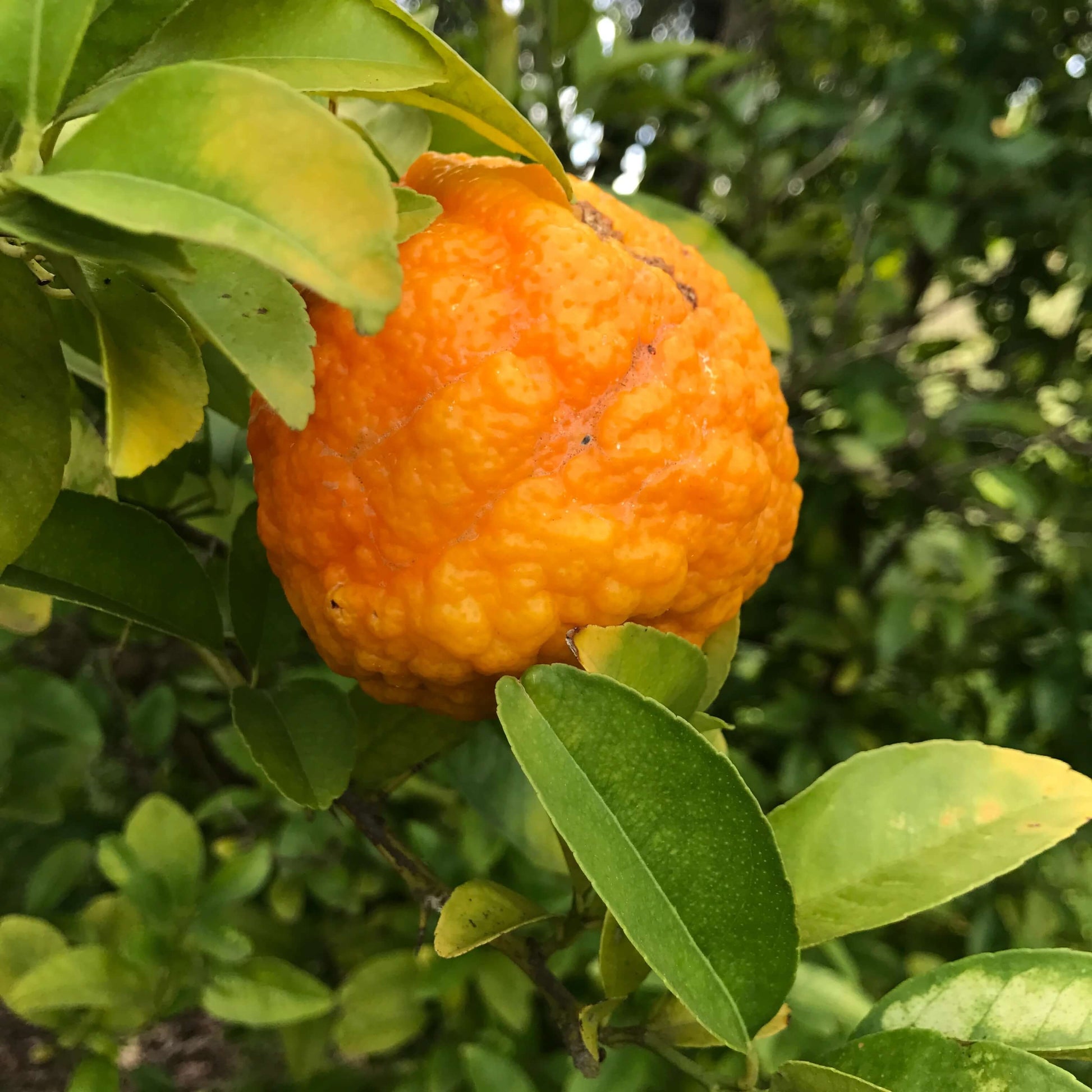 Bitter Orange Seeds 