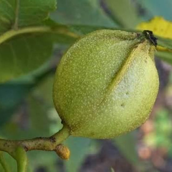 Bitternut Hickory Seeds 