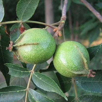 Bitternut Hickory Seeds 
