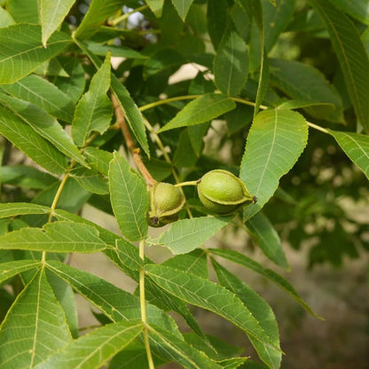Bitternut Hickory Seeds 