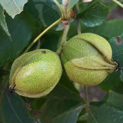 Bitternut Hickory Seeds 
