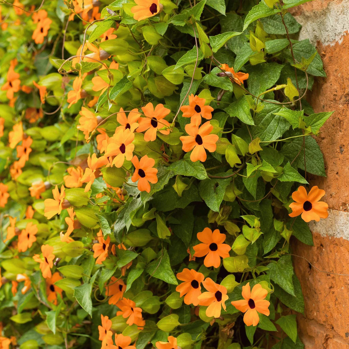 Black-Eyed Susan Vine Mix Seeds - Heirloom Flower Plant for Home Gardens