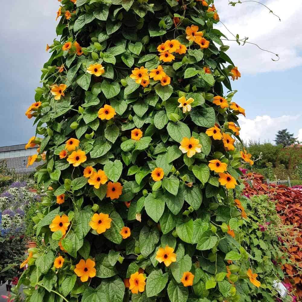 Black-Eyed Susan Vine Mix Seeds - Heirloom Flower Plant for Home Gardens